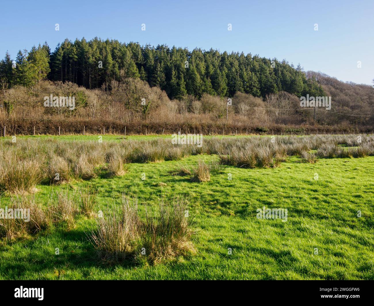 Partially 'improved' wetland field on a farm in Carmarthenshire South Wales in the early stages of rewilding with patches of Soft Rush Juncus effusus Stock Photo