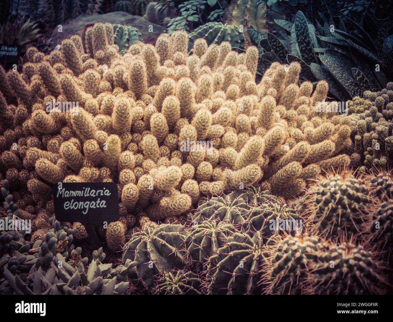 A collection of vibrant cacti showcased against a backdrop of stylish typography Stock Photo