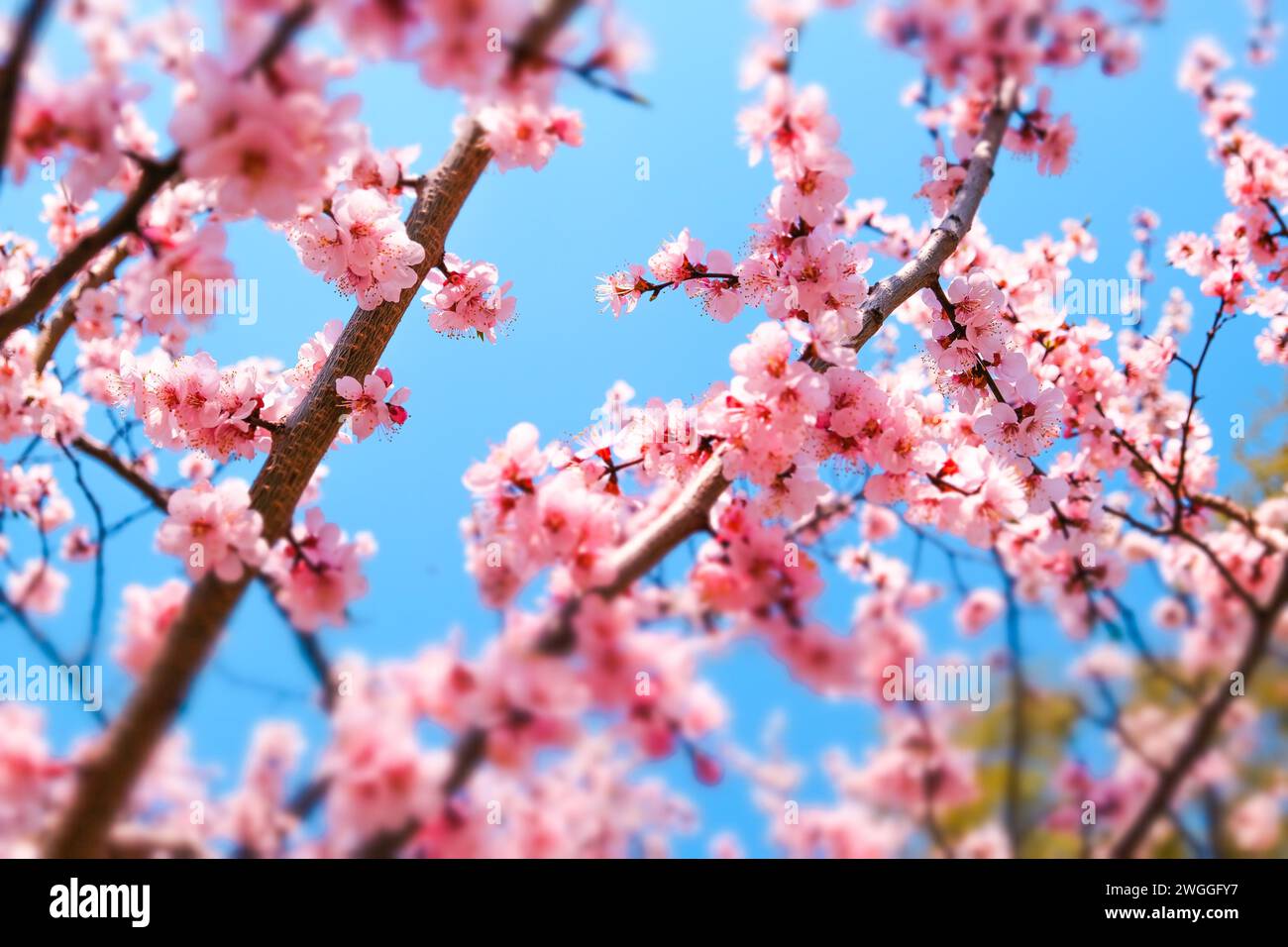 Blooming cherry blossoms on branch, exquisite and captivating Stock Photo