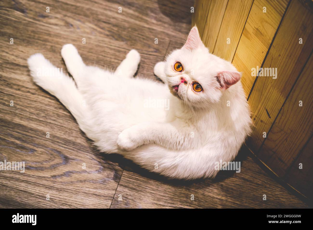 White cat with large ears resting on wooden floor, making eye contact with the camera Stock Photo