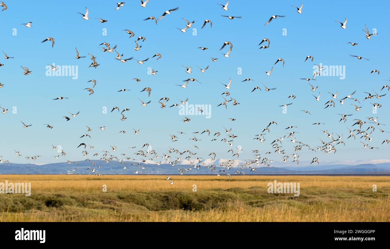A flock of sea birds flying above marshland on the coast of Barrow In Furness on a clear day in winter. Stock Photo