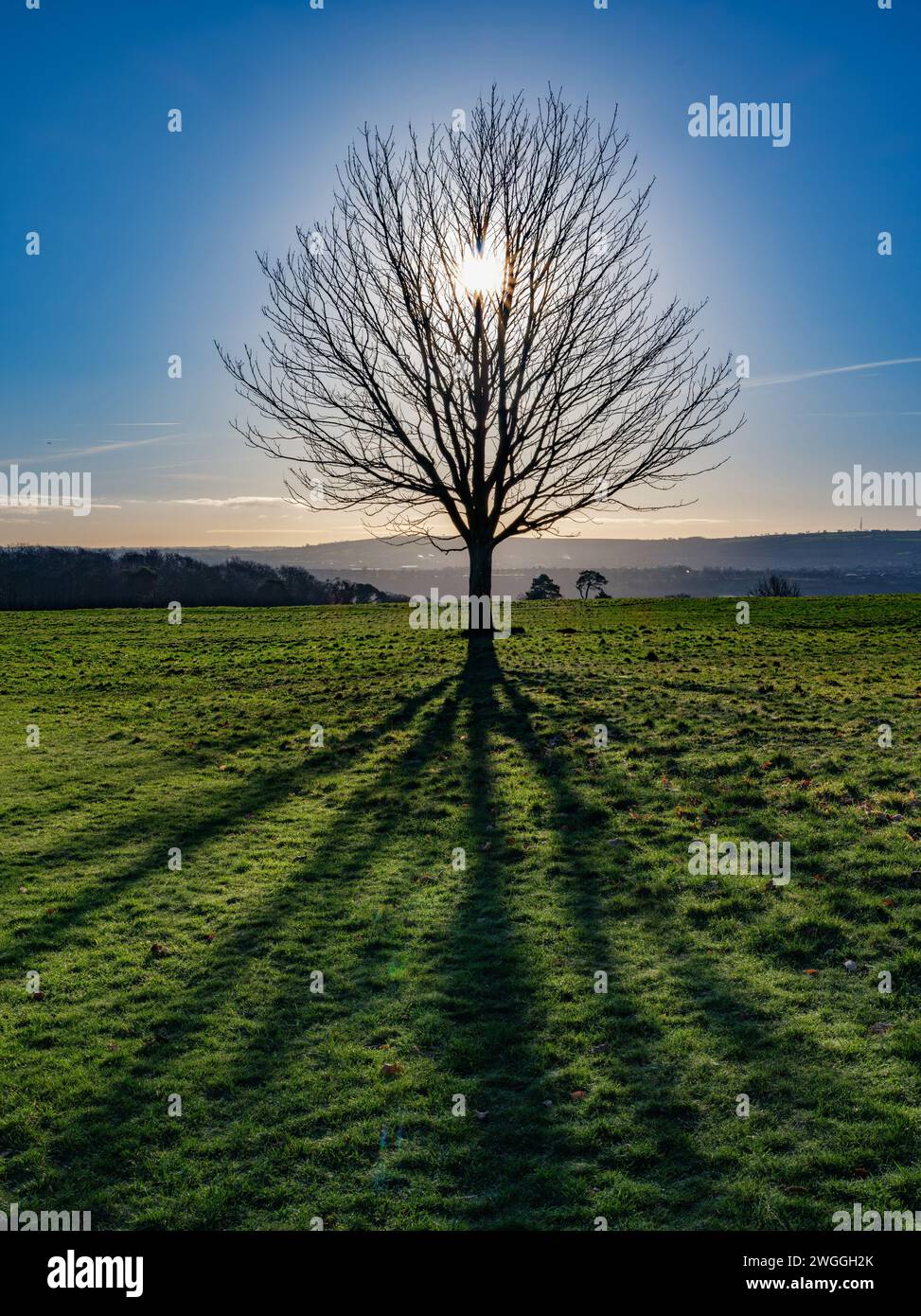 Tree in winter silhouetted in the morning sun on a hill above Bristol UK Stock Photo