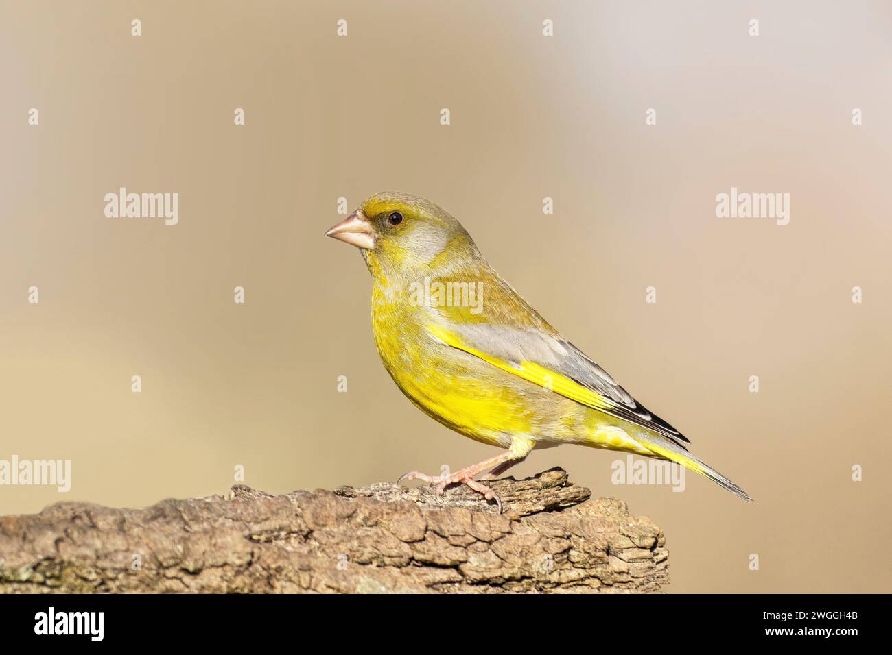 Greenfinch, Carduelis Chloris, resting on a branch Stock Photo