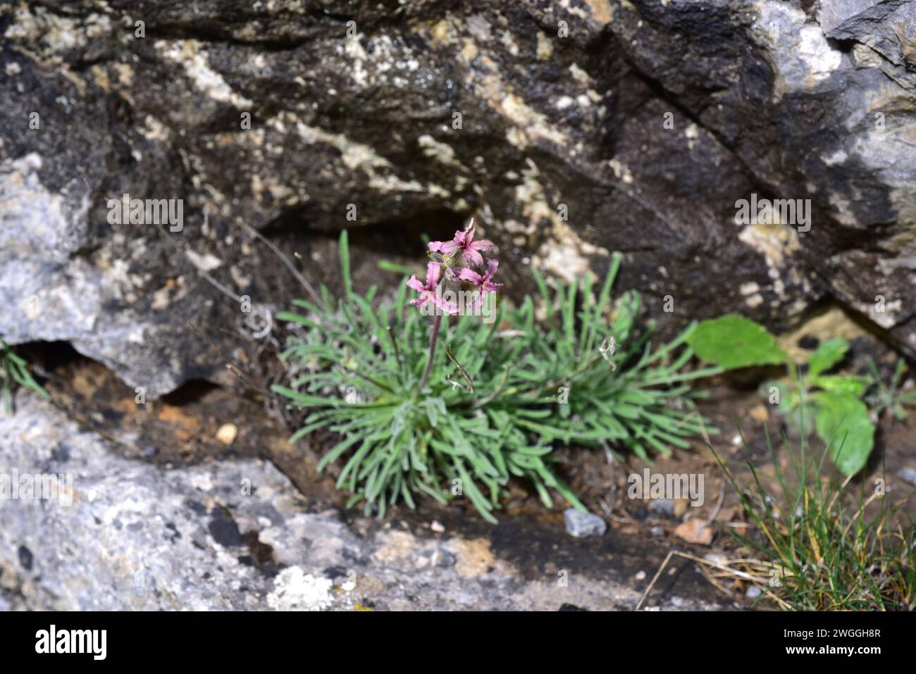Alheli de campo (Matthiola fruticulosa) is a perennial herb native to Mediterranean Basin. This photo was taken in Babia, Leon province, Castilla-Leon Stock Photo