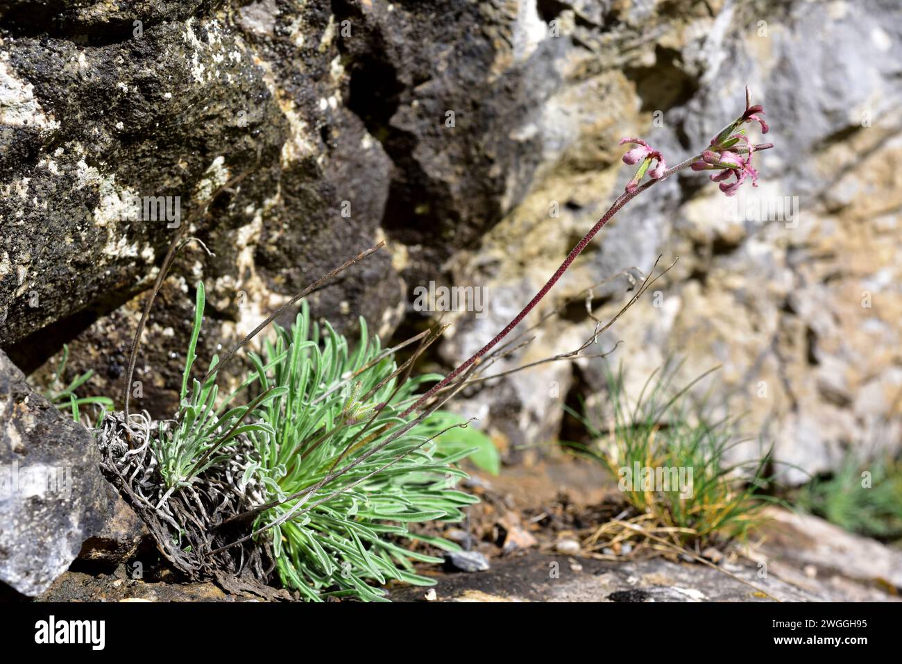 Alheli de campo (Matthiola fruticulosa) is a perennial herb native to Mediterranean Basin. This photo was taken in Babia, Leon province, Castilla-Leon Stock Photo