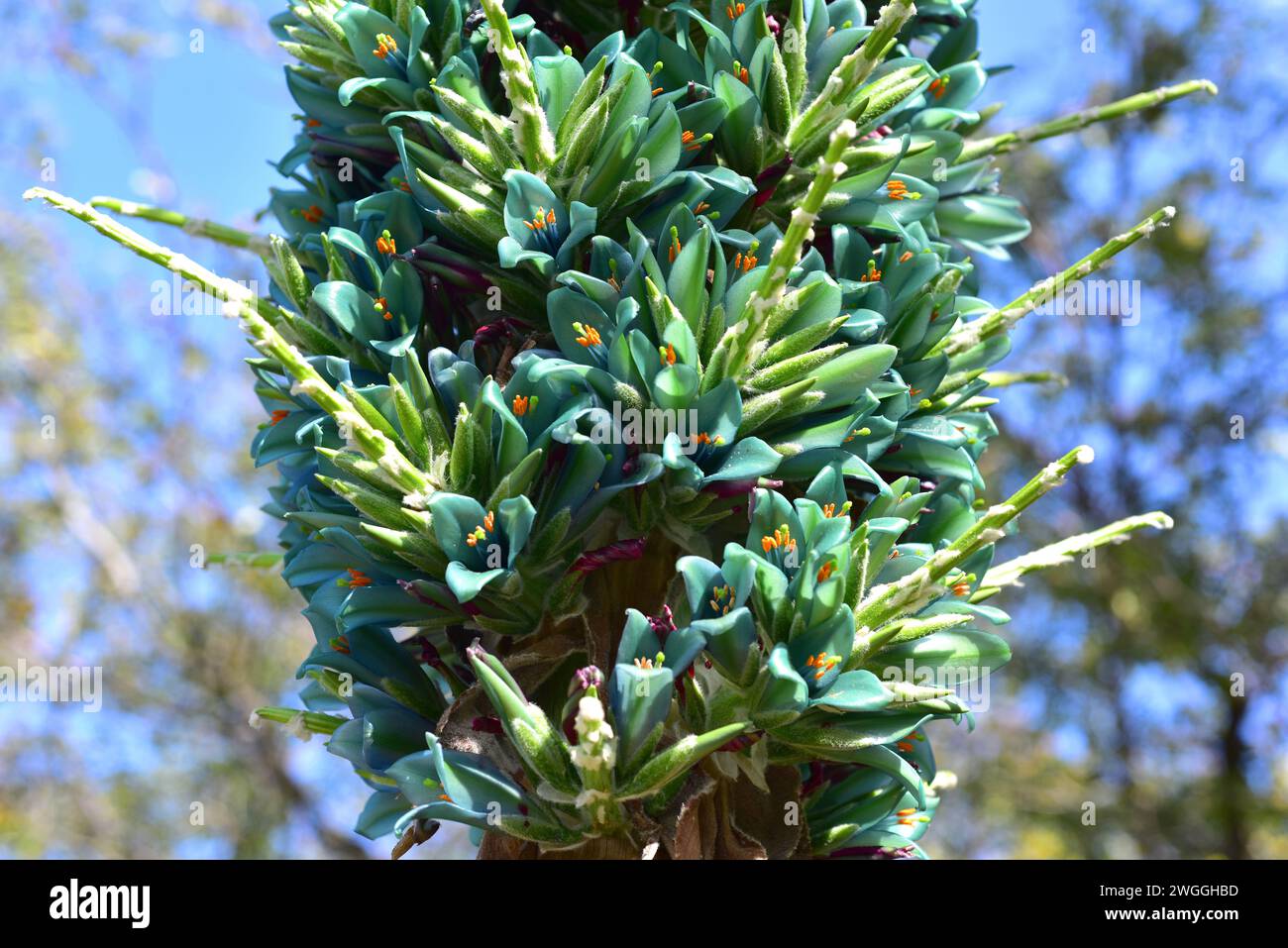Chagual (Puya berteroniana or Puya alpestris) is a perennial plant endemic to Chile. Inflorescence detail. Stock Photo