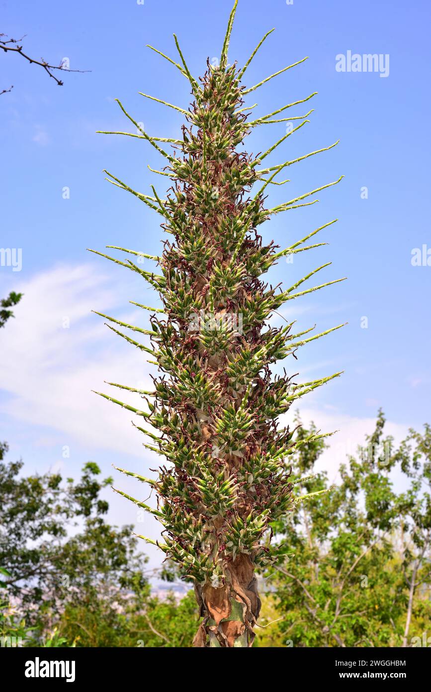 Chagual (Puya berteroniana or Puya alpestris) is a perennial plant endemic to Chile. Fruits detail. Stock Photo