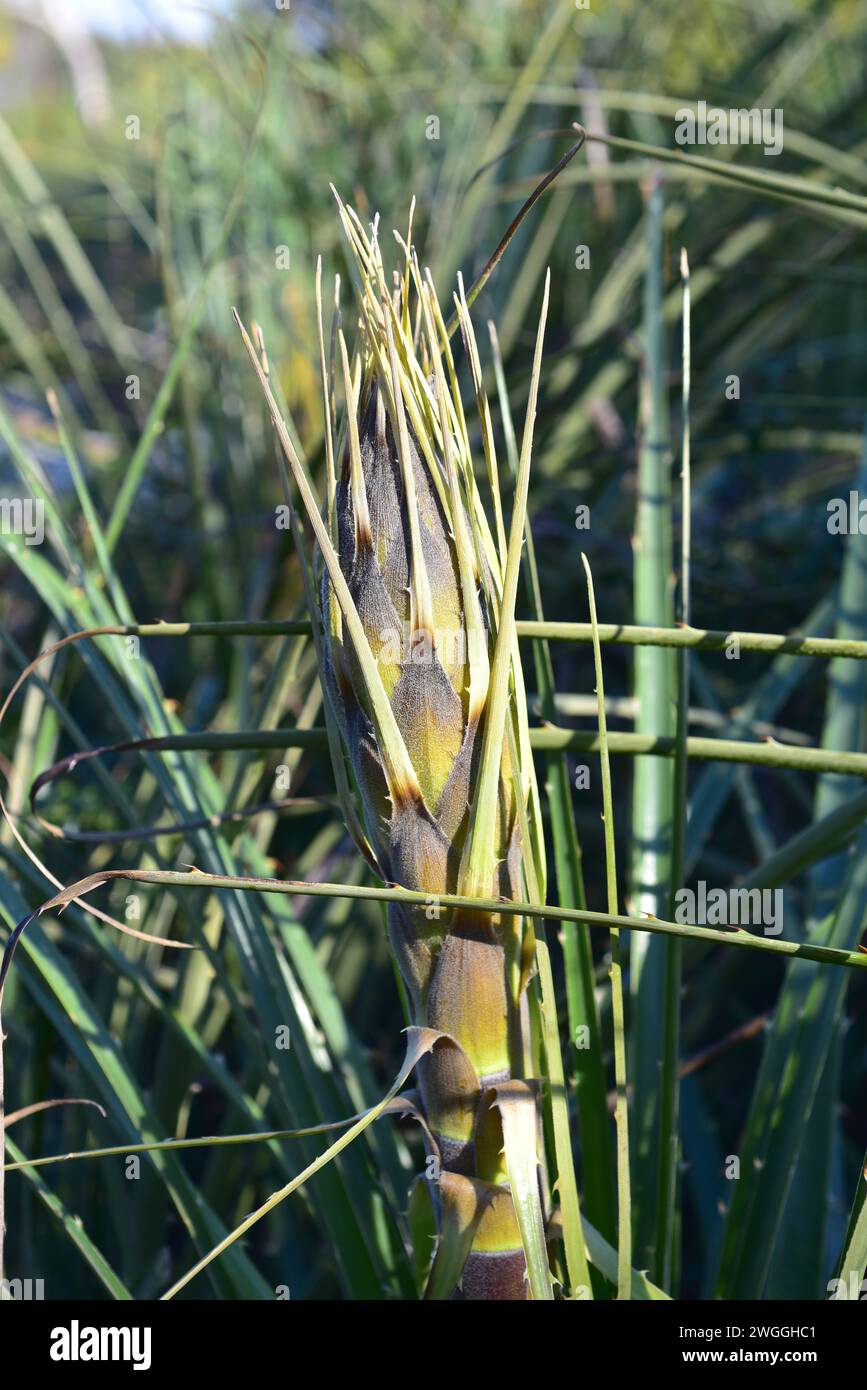 Chagual or pico espina (Puya chilensis) is a perennial plant native to Chile. Floral stem detail. Stock Photo