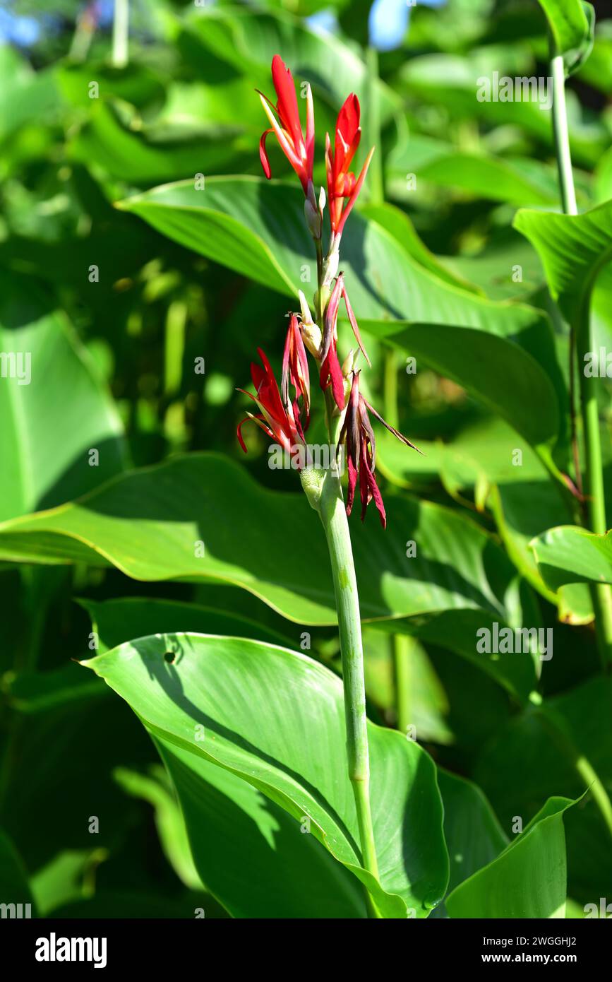Achira (Canna coccinea) is a perennial herb native to South America. Flowering plant. Stock Photo