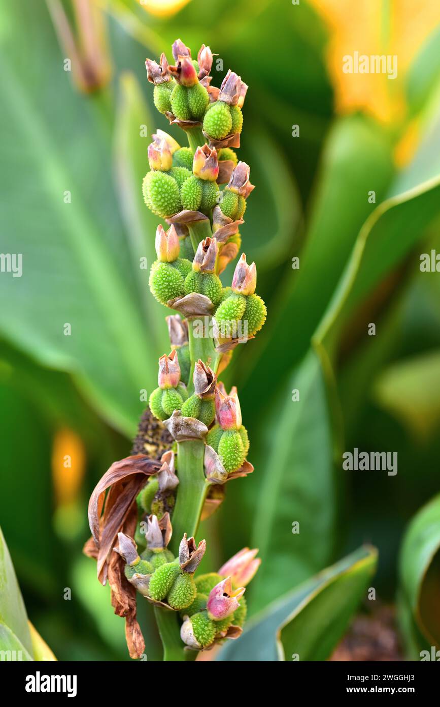 Achira (Canna indica) is a perennial herb native to America and naturalized in others temperate regions. Fruits detail. Stock Photo