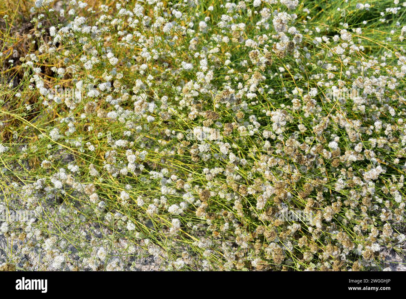 Albada or jabonera (Gypsophyla struthium) is a perennial herb native to gypsaceous soils of Spain. Flowering plant. Stock Photo