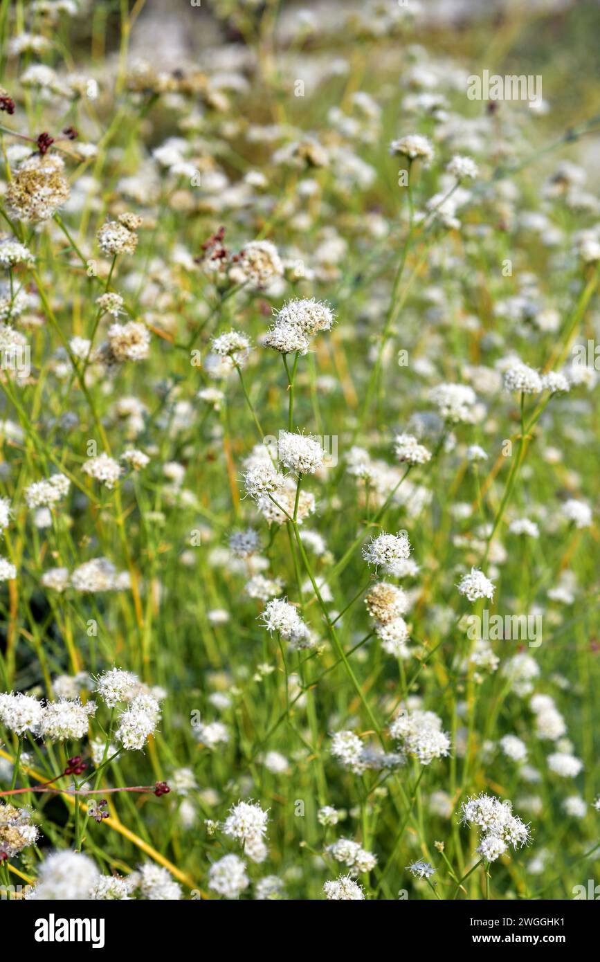 Albada or jabonera (Gypsophyla struthium) is a perennial herb native to gypsaceous soils of Spain. Flowering plant. Stock Photo