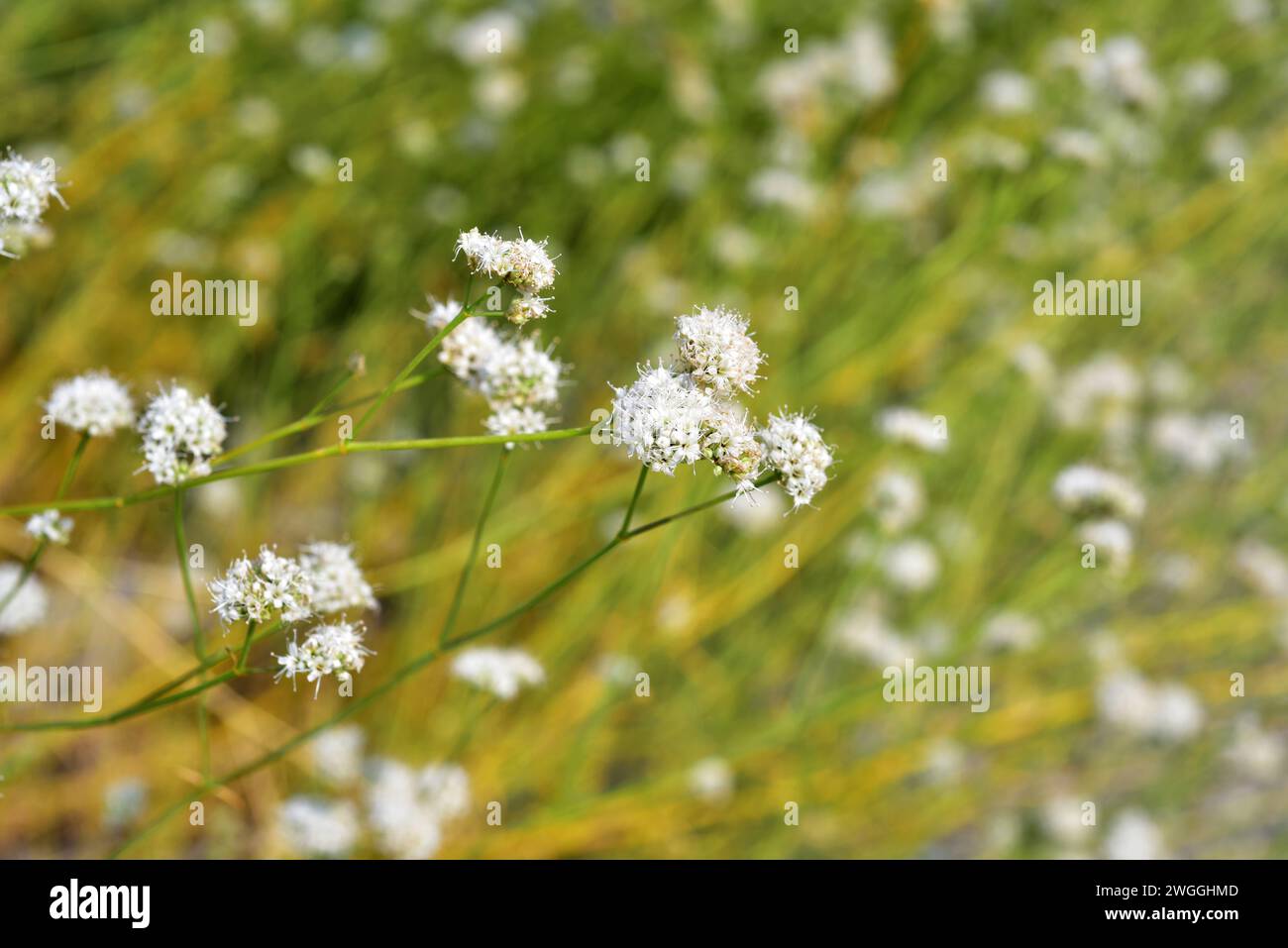 Albada or jabonera (Gypsophyla struthium) is a perennial herb native to gypsaceous soils of Spain. Flowering plant. Stock Photo