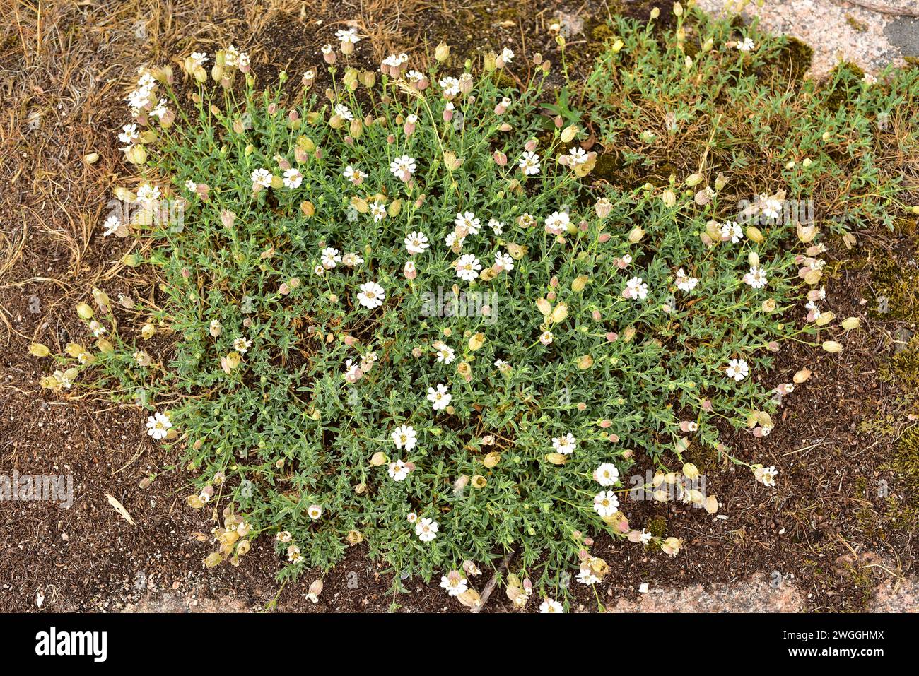 Sea campion (Silene uniflora or Silene maritima) is a prostrate perennial herb native to Atlantic and Baltic coasts. This photo was taken in Bohuslan, Stock Photo