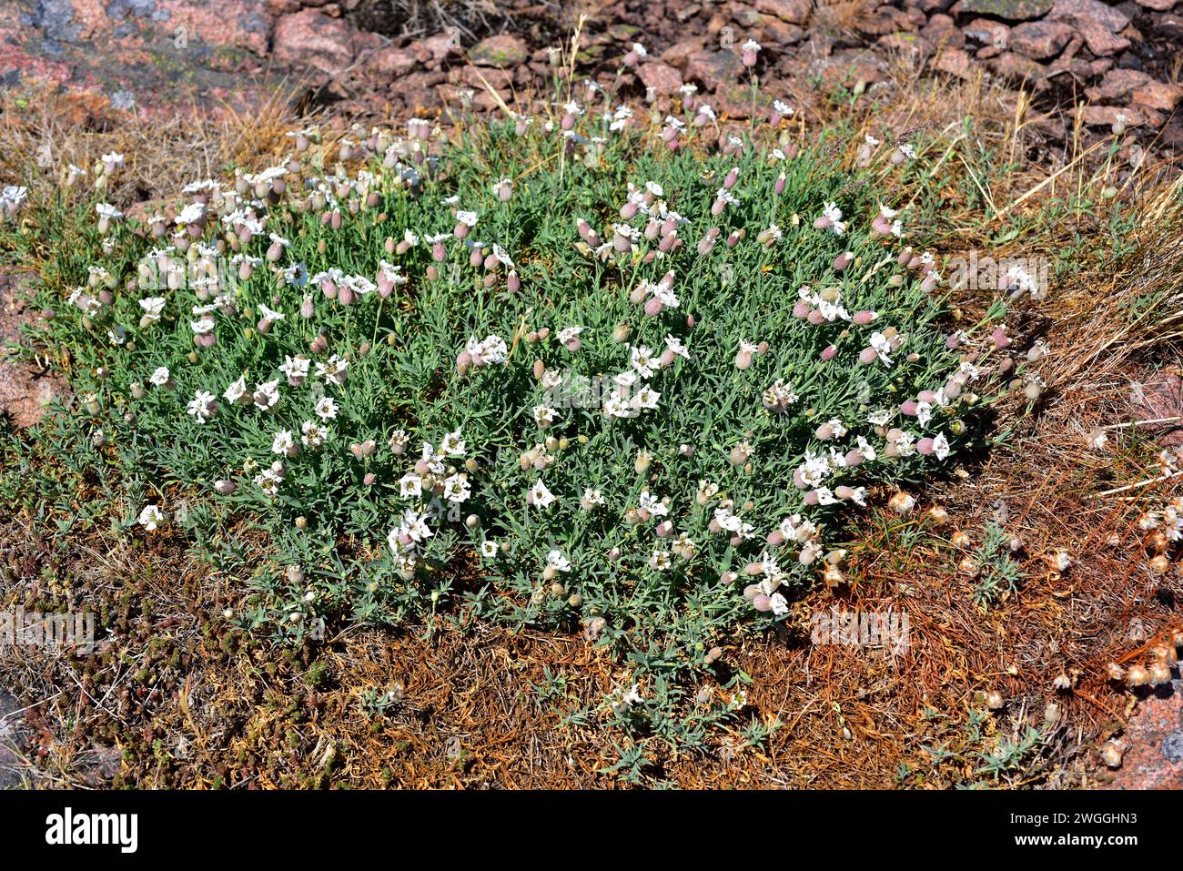 Sea campion (Silene uniflora or Silene maritima) is a prostrate perennial herb native to Atlantic and Baltic coasts. This photo was taken in Bohuslan, Stock Photo