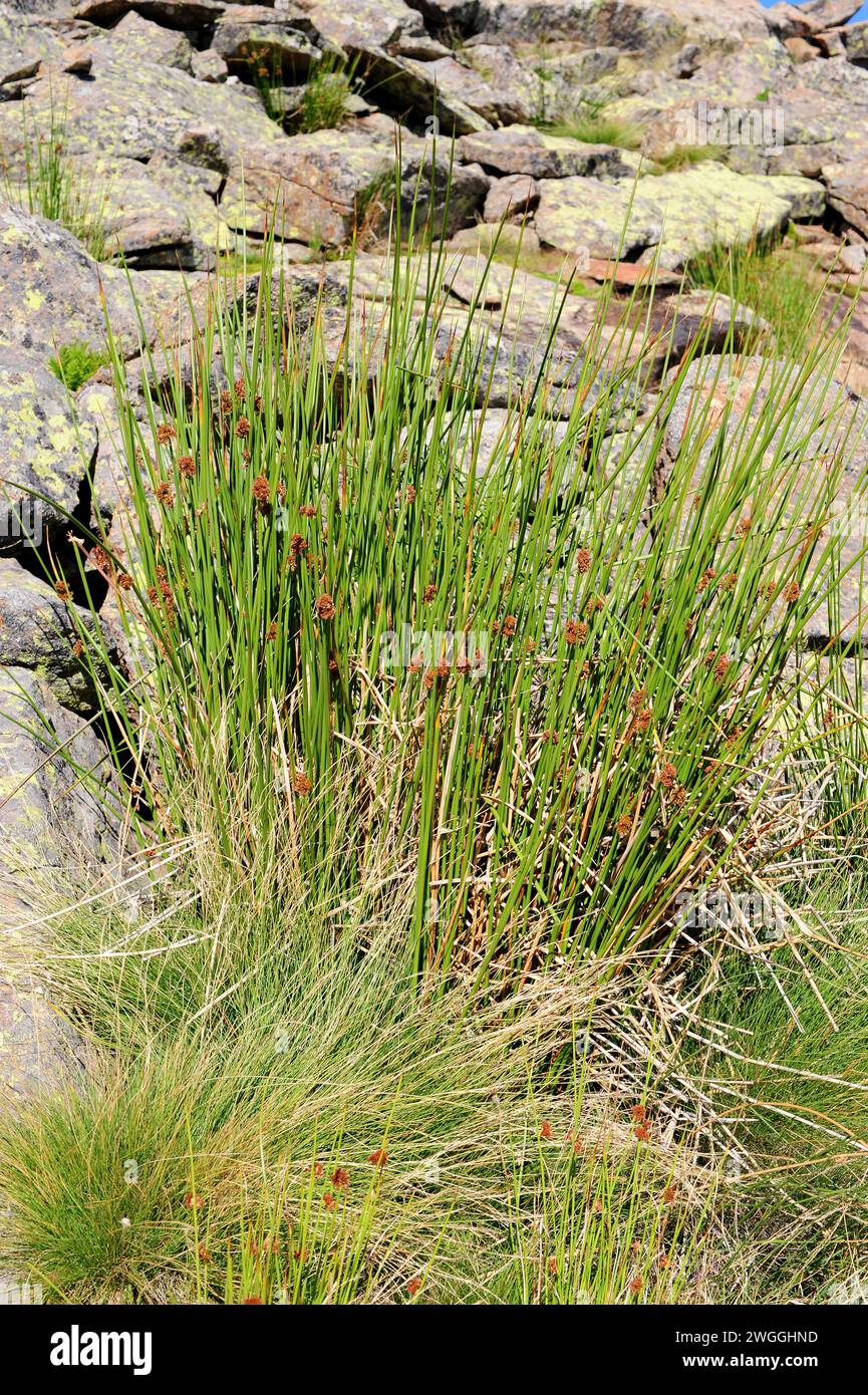Bulrush (Scirpus holoschoenus or Scirpoides holoschoeuns) is a perennial herb native to wetlands. This photo was taken in Sierra de Gredos National Pa Stock Photo