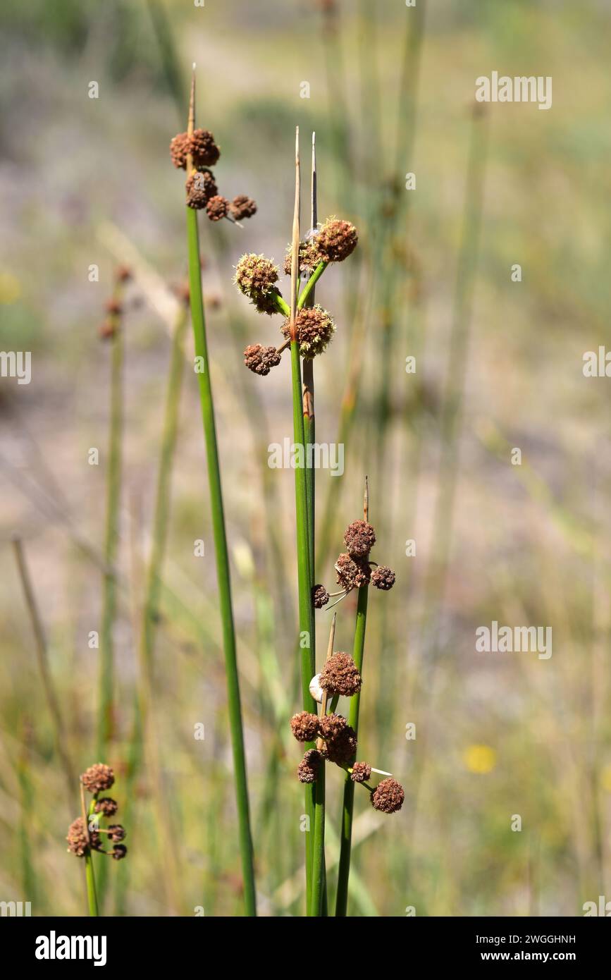 Bulrush (Scirpus holoschoenus or Scirpoides holoschoeuns) is a perennial herb native to wetlands. This photo was taken in Cap Ras, Girona province, Ca Stock Photo