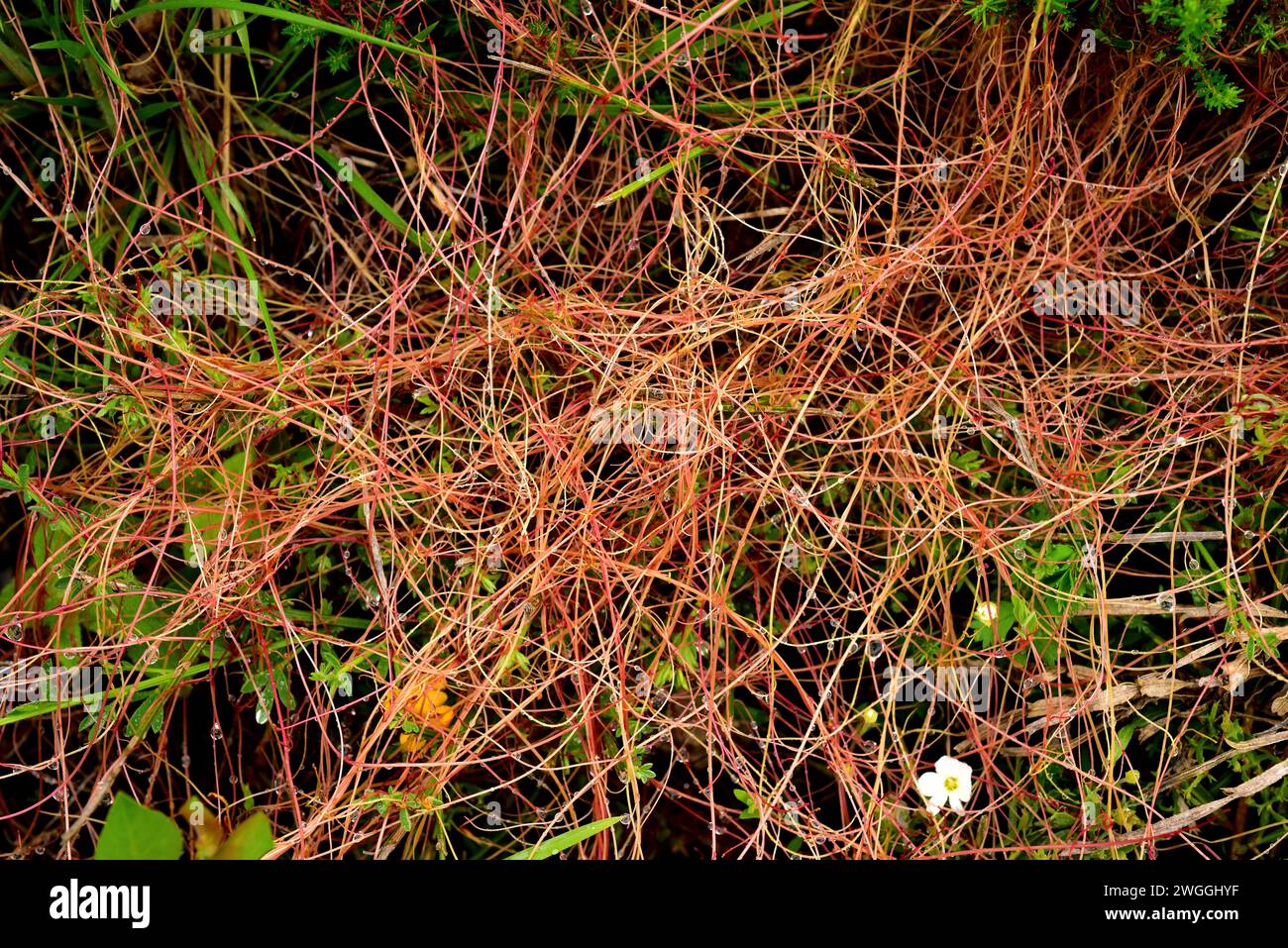 Greater dodder (Cuscuta europaea) is a parasitic plant native to Europe. This photo was taken in Muniellos Biosphere Reserve, Asturias, Spain. Stock Photo