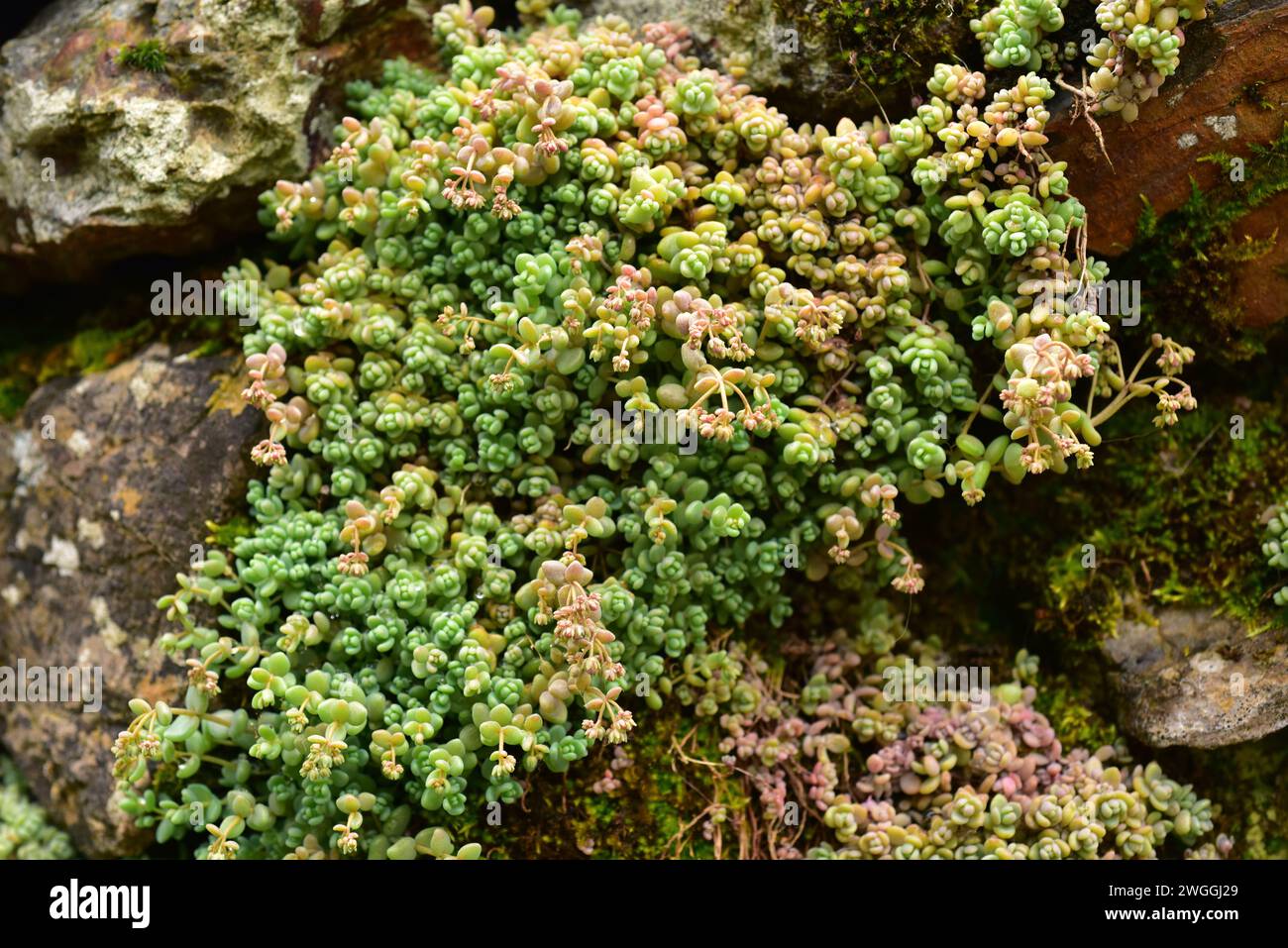 Thick-leaved stonecrop (Sedum dasyphyllum) is a small perennial plant native to Mediterranean Europe, southern United Kingdom and northwestern Africa. Stock Photo