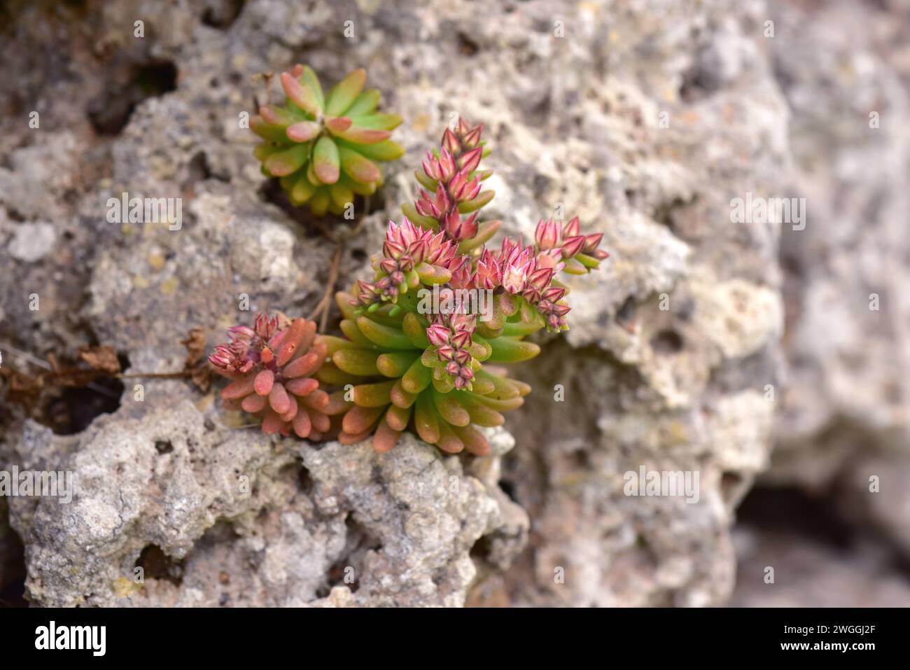 Red stonecrop (Sedum rubens) is an annual plant native to Mediterranean Basin and Portugal. This photo was taken in Trepuco, Menorca, Balearic Islands Stock Photo