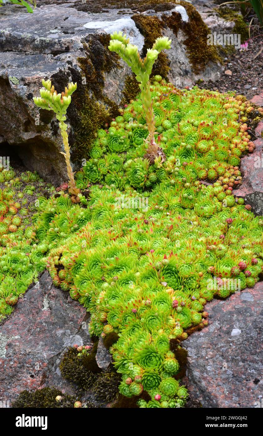 Rolling Hen-and-chicks (Sempervivum globiferum or Jovibarba globifera) is a perennial herb native to Alps, Balkans and Carpathians. Rosettes and inflo Stock Photo