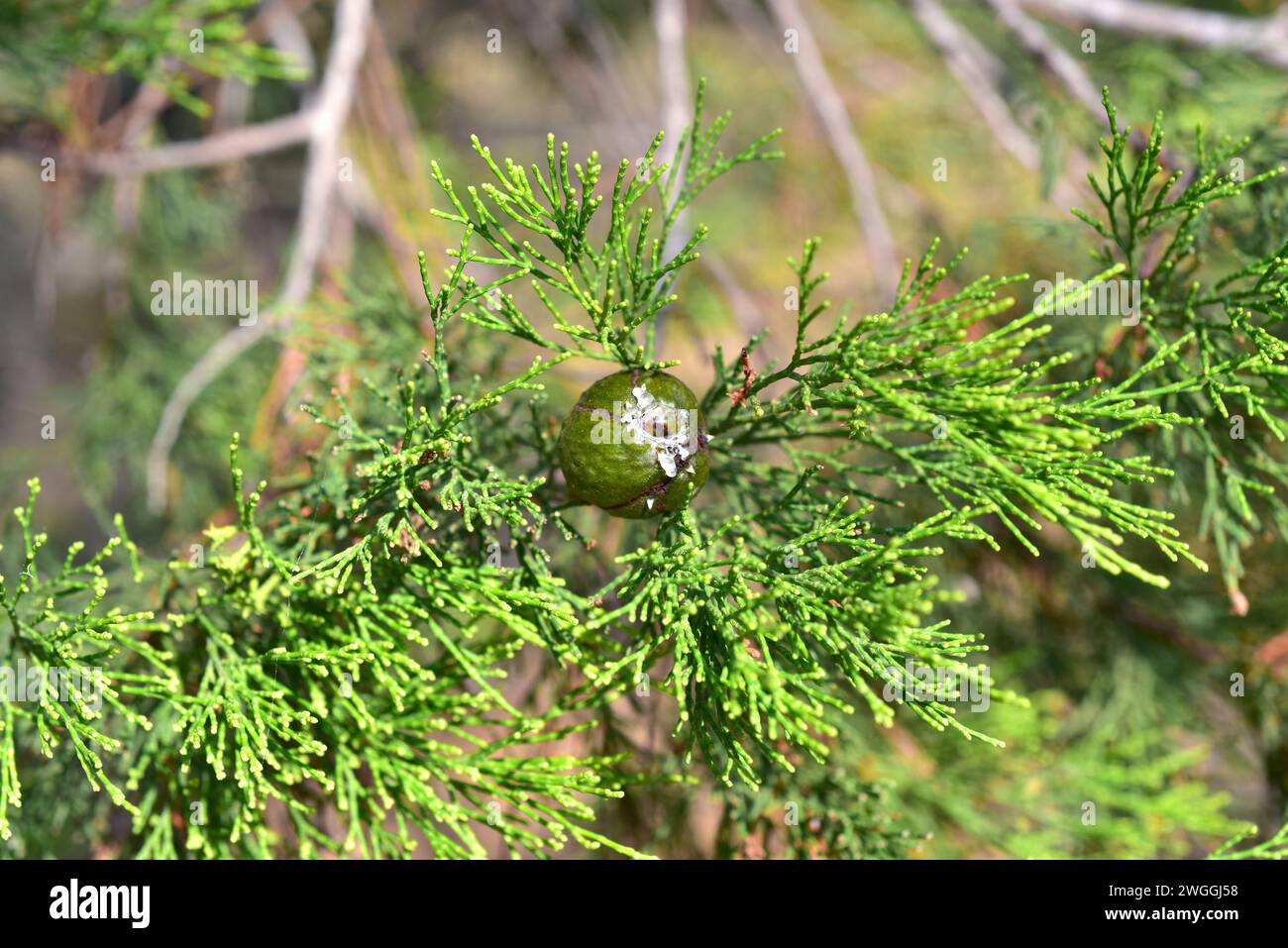 Rottnest Island pine or southern cypres pine (Callitris preissii) is a conifer endemic to Australia. Resin fruit and leaves detail. Stock Photo