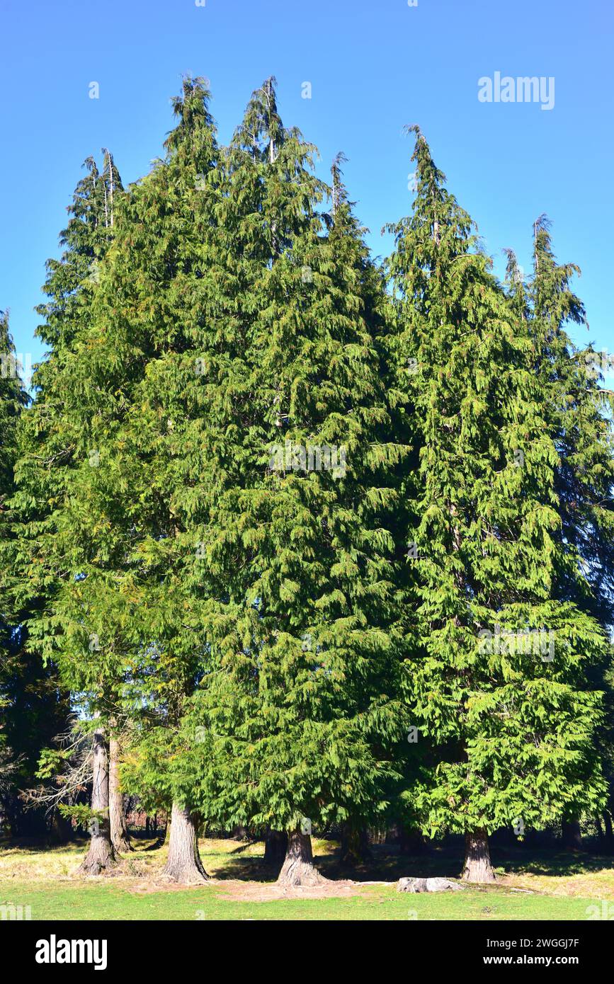 Lawson cypress (Chamaecyparis lawsoniana) is an evergreen coniferous tree native to north California and Oregon and introduced in other temperate regi Stock Photo