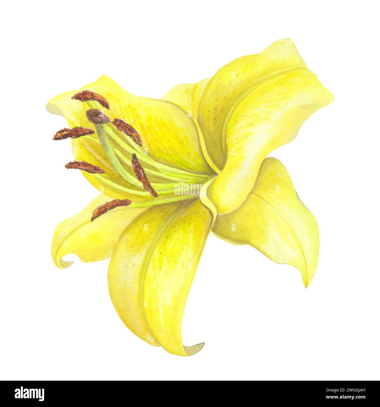 Lilies Yellow flowers isolated on white background. Watercolor hand ...