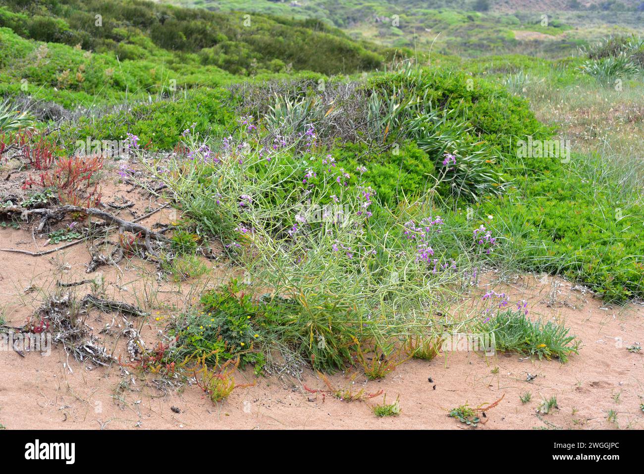 Alheli de Mahon (Malcolmia littorea) is a perennial herb native to western Mediterranean Basin coasts. This photo was taken in Cala Binimela, Menorca, Stock Photo