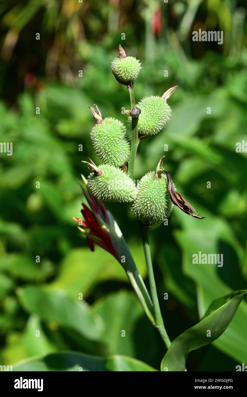 Achira (Canna coccinea) is a perennial herb native to South America. Fruits detail. Stock Photo