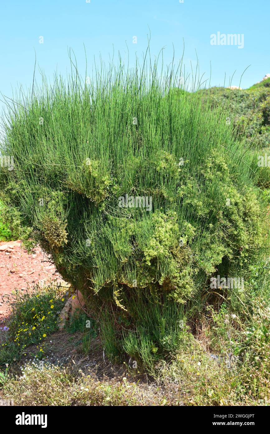 Joint pine (Ephedra fragilis) is a poisonous shrub native to eastern and western Mediterranean Basin. This photo was taken in Menorca, Balearic Island Stock Photo
