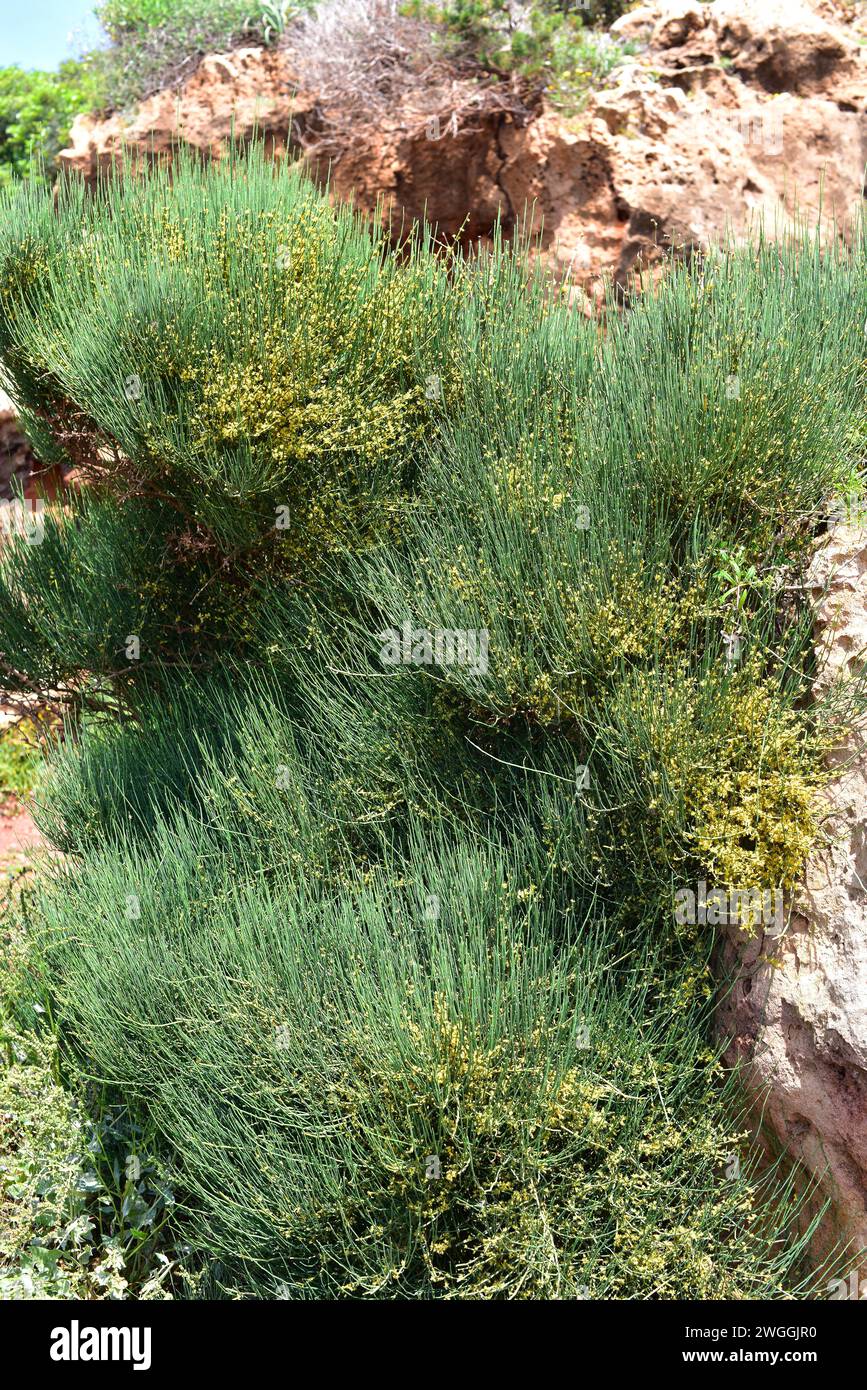 Joint pine (Ephedra fragilis) is a poisonous shrub native to eastern and western Mediterranean Basin. This photo was taken in Menorca, Balearic Island Stock Photo