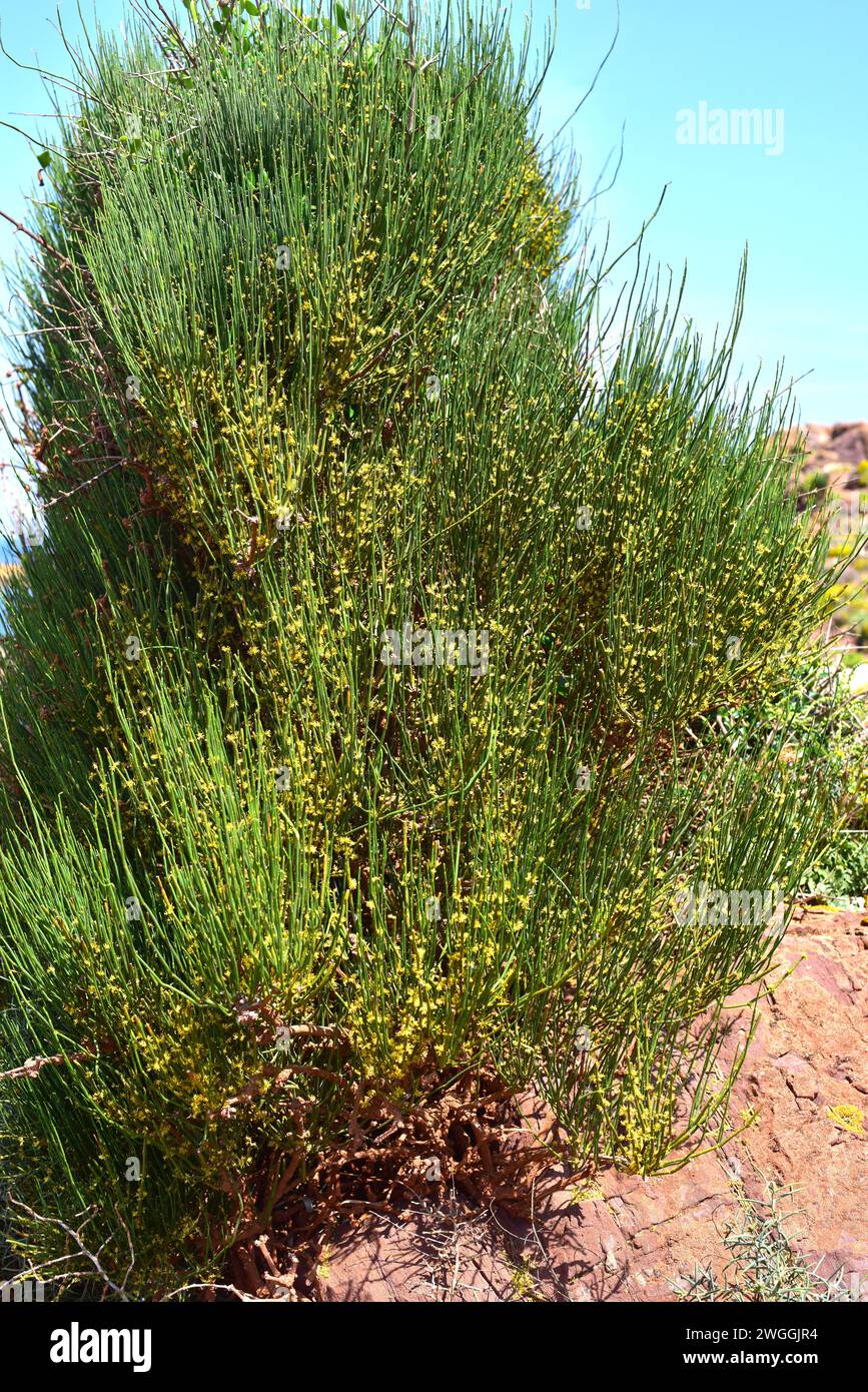 Joint pine (Ephedra fragilis) is a poisonous shrub native to eastern and western Mediterranean Basin. This photo was taken in Menorca, Balearic Island Stock Photo