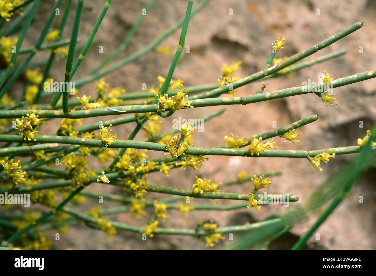 Joint pine (Ephedra fragilis) is a poisonous shrub native to eastern and western Mediterranean Basin. Flowers detail. This photo was taken in Menorca, Stock Photo