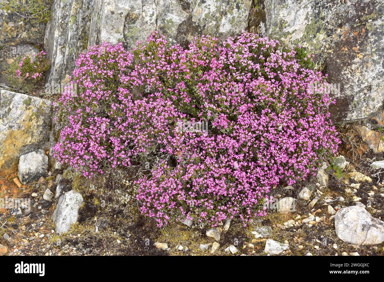 Brezo rubio or Spanish heath (Erica australis) is an evergreen shrub native to western Iberian Peninsula. This photo was taken in northern Leon provin Stock Photo