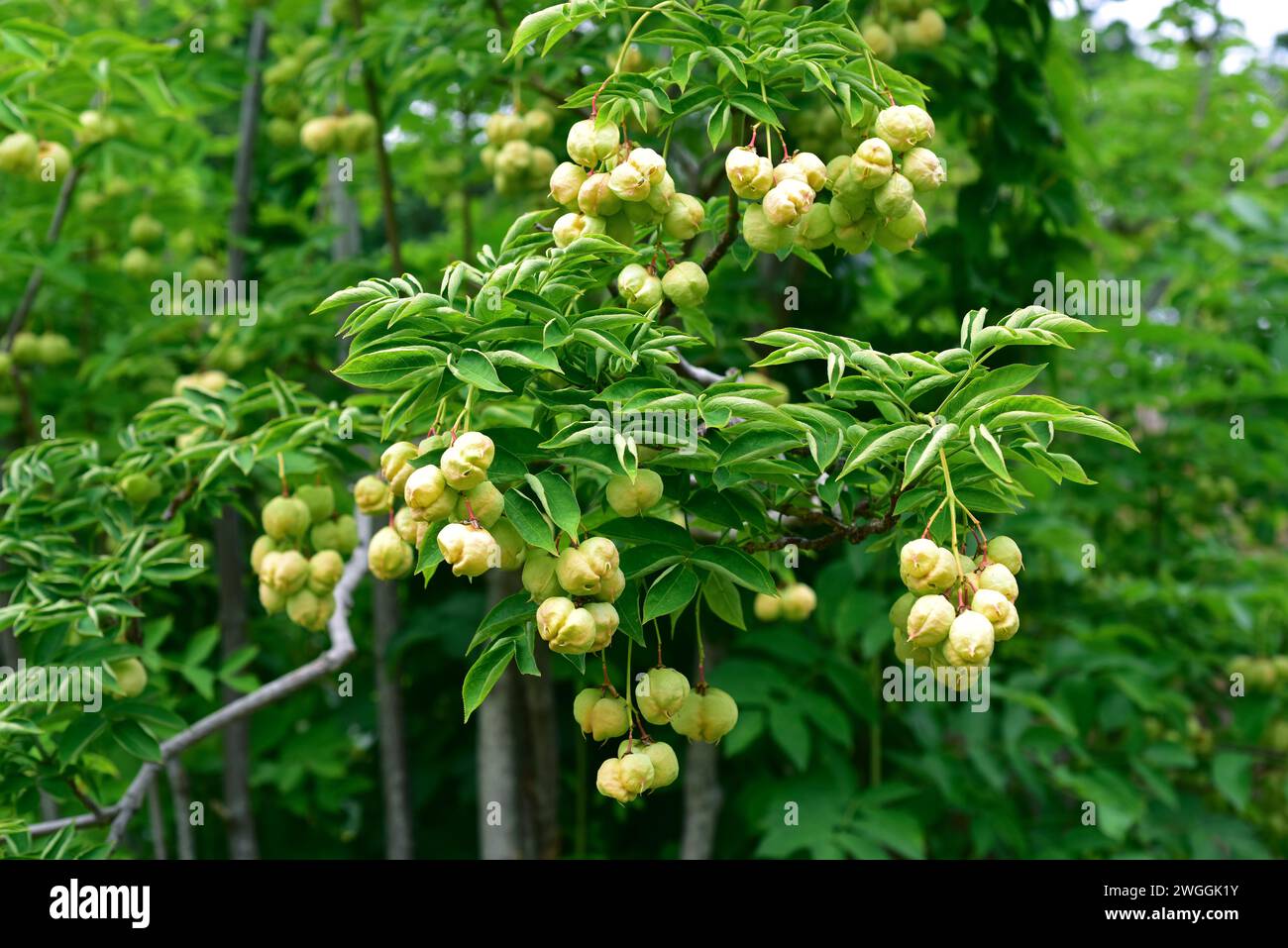 European bladdernut (Staphylea pinnata) is a small tree native to central Europe. Its seeds are edible. Stock Photo