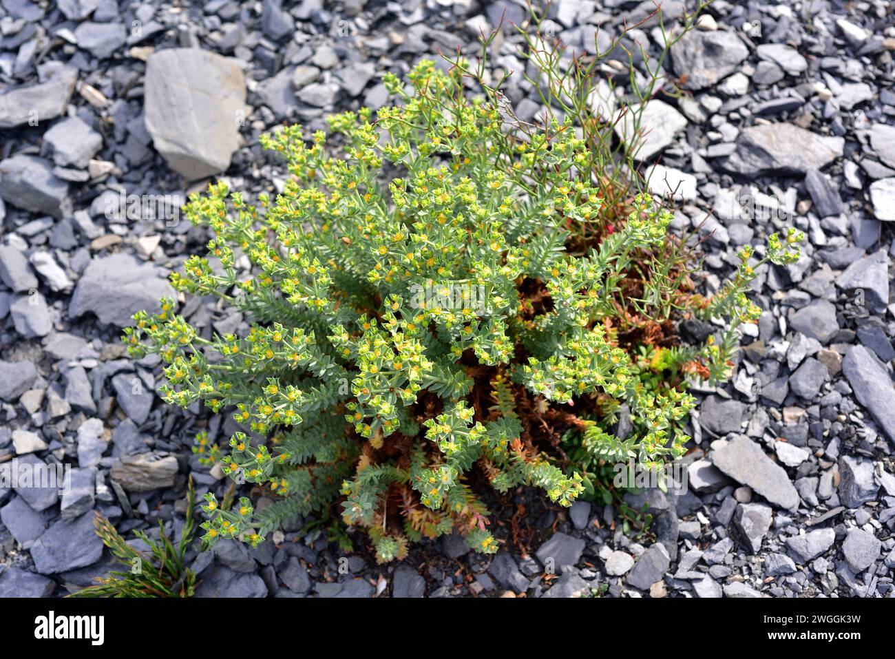 Esula mayor (Euphorbia pithyusa) is a perennial subshrub endemic to southwestern Europe (Balearic Islands, Corsica, Sardinia, Sicily and Mediterranean Stock Photo
