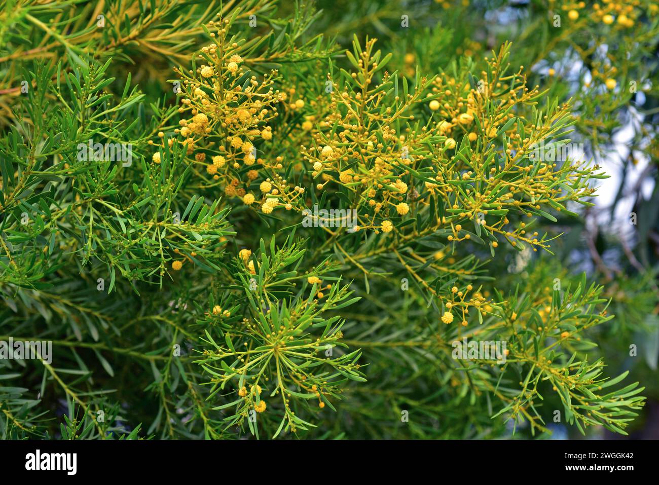 Port Lincoln wattle (Acacia anceps) is a big shrub native to southwestern Australia. Flowers and leaves detail. Stock Photo