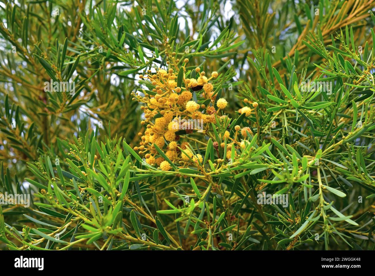 Port Lincoln wattle (Acacia anceps) is a big shrub native to southwestern Australia. Flowers and leaves detail. Stock Photo