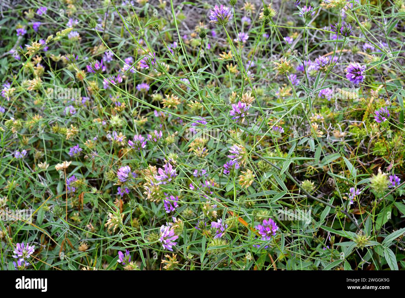 Arabian pea or pitch trefoil (Bituminaria bituminosa or Psoralea bituminosa) is a perennial herb native to Mediterranean Basin and western Asia. This Stock Photo