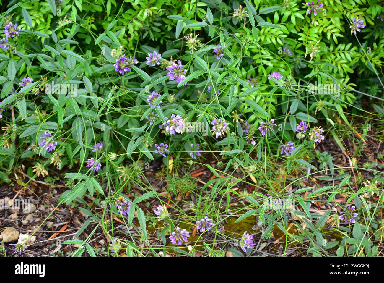 Arabian pea or pitch trefoil (Bituminaria bituminosa or Psoralea bituminosa) is a perennial herb native to Mediterranean Basin and western Asia. This Stock Photo