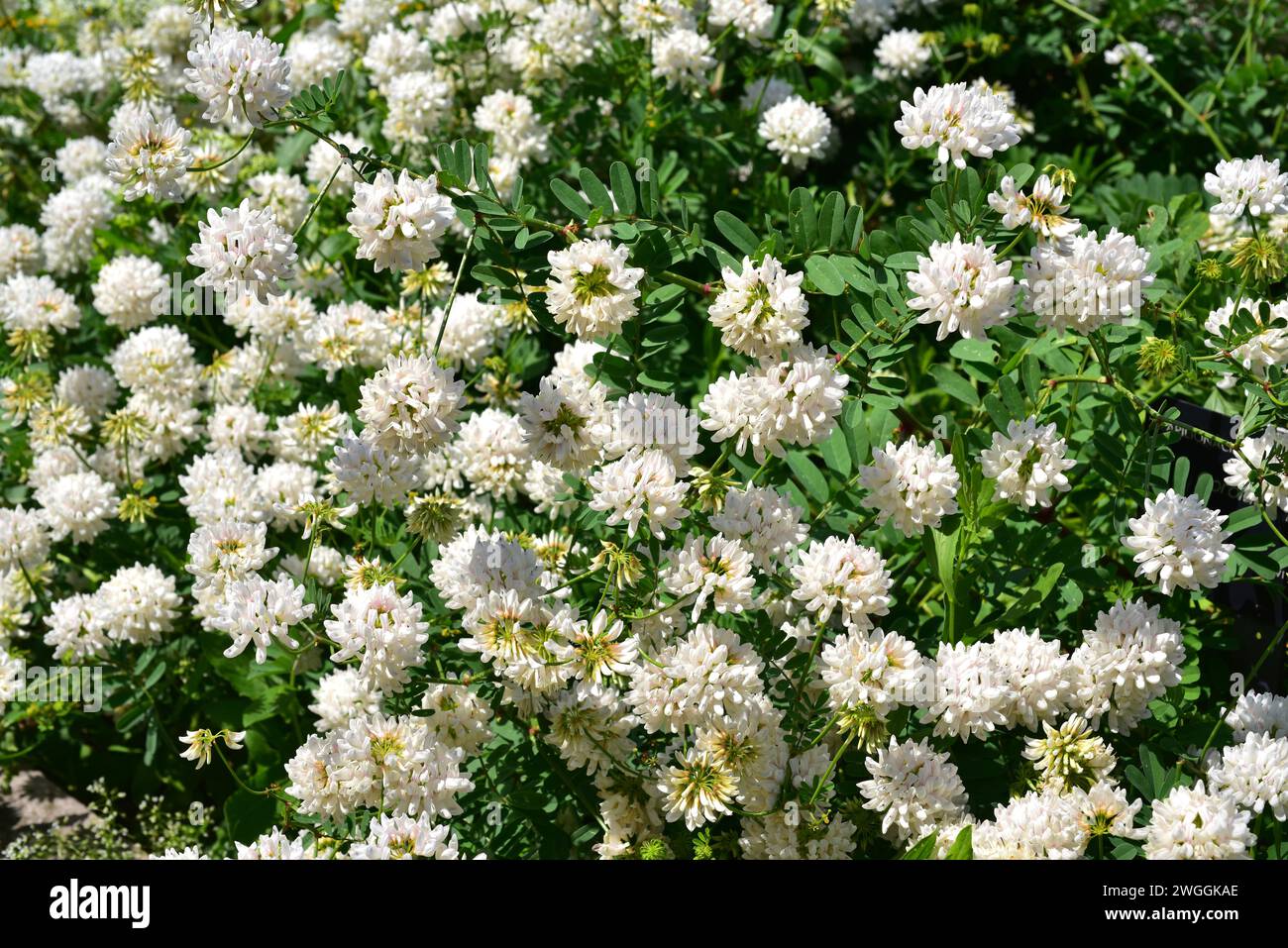 White crownvetch (Coronilla globosa or Securigera globosa) is a perennial shrub native to Crete. Flowering plant. Stock Photo