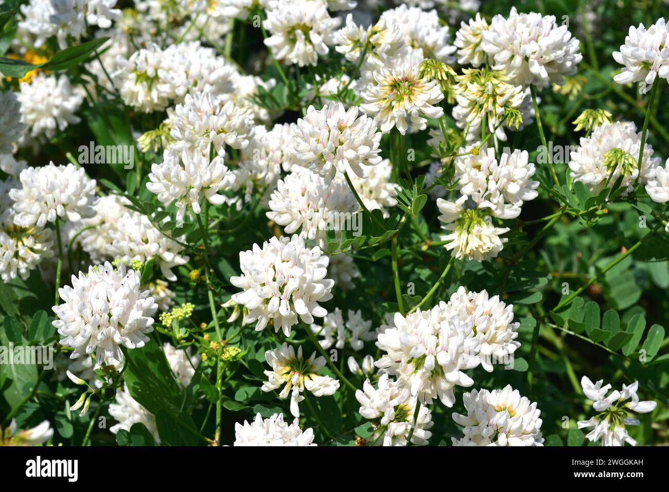 White crownvetch (Coronilla globosa or Securigera globosa) is a perennial shrub native to Crete. Flowering plant. Stock Photo