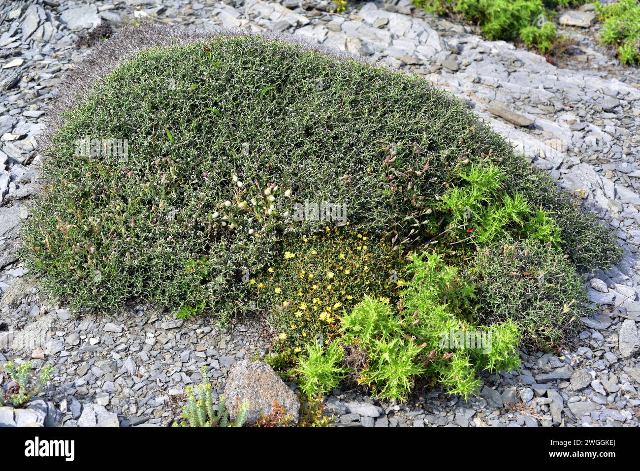 Socarrell alis (Dorycnium fulgurans, Anthyllis fulgurans or Lotus fulgurans) is a spiny shrub endemic to Balearic Islands. This photo was taken in Fav Stock Photo