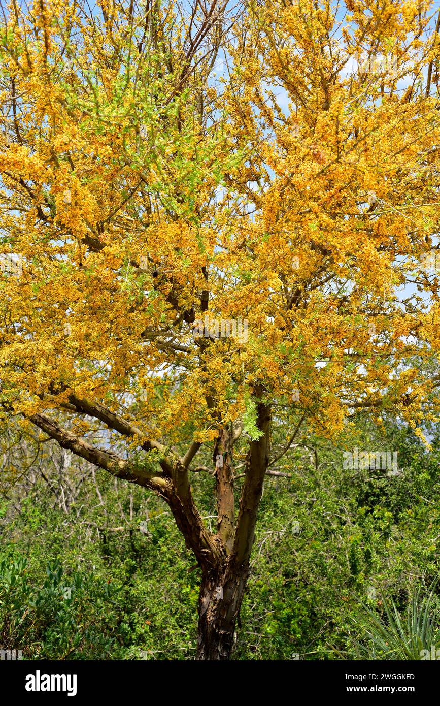 Native tree of central and south america hi-res stock photography and ...