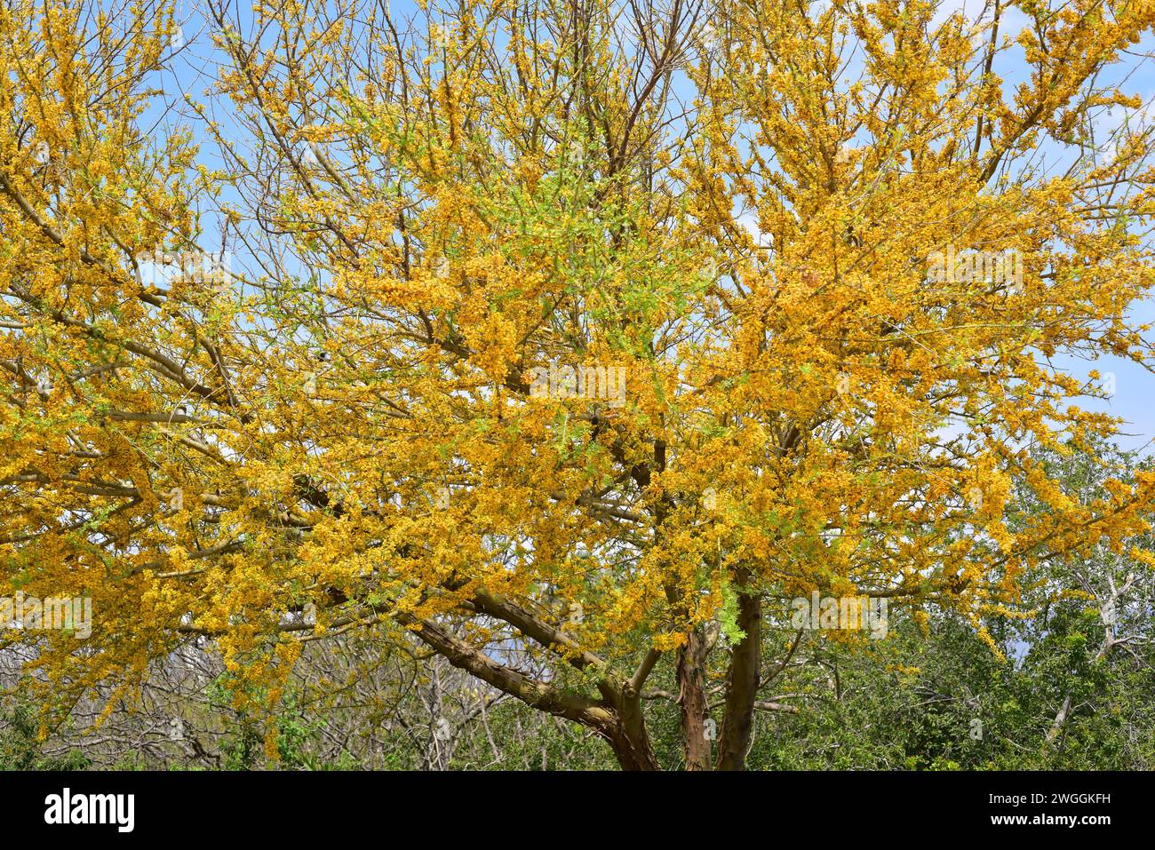 Flora of western south america hi-res stock photography and images - Alamy