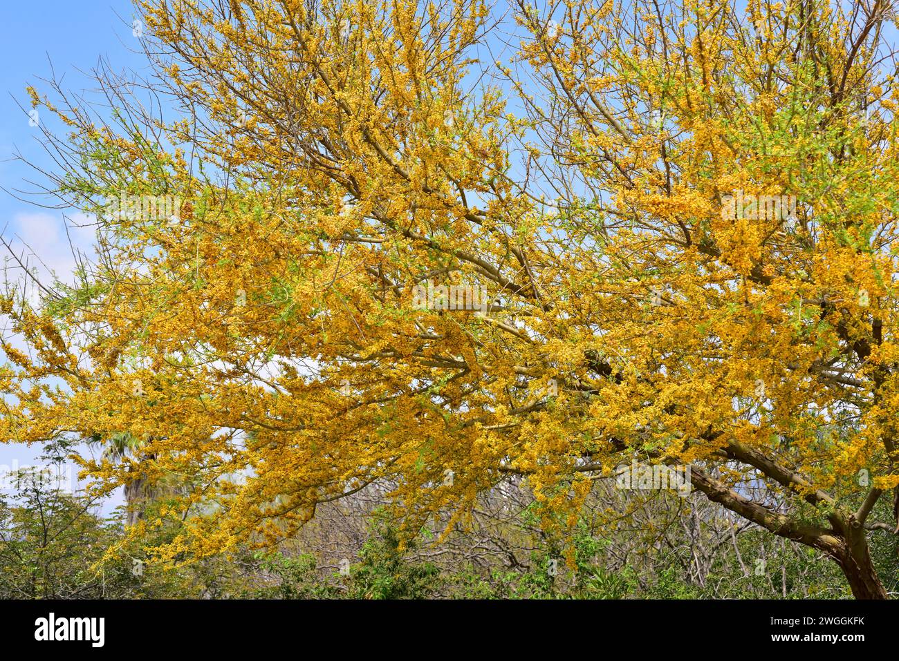 Flora of western south america hi-res stock photography and images - Alamy
