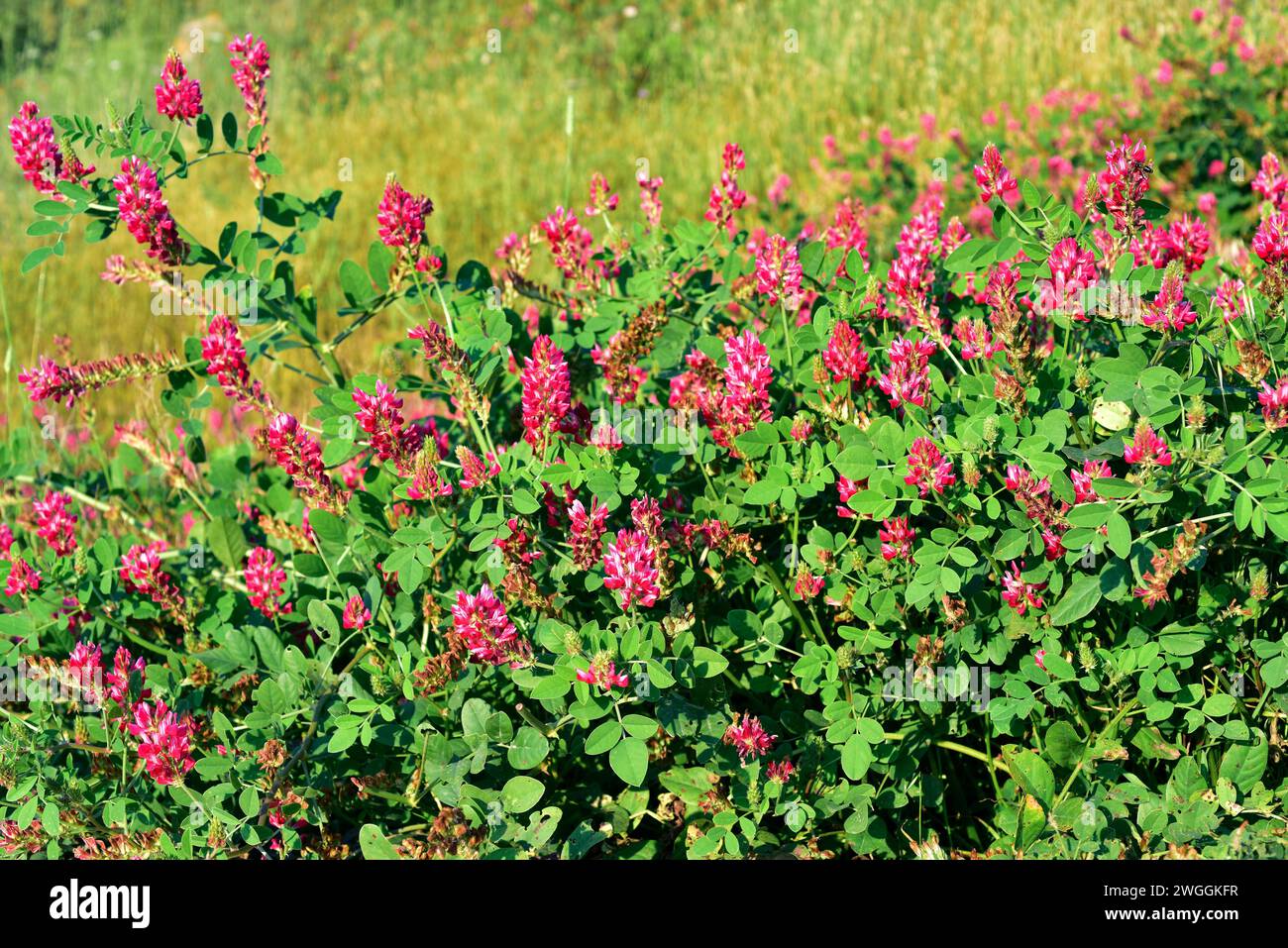 Sulla or French honeysuckle (Hedysarum coronarium or Sulla coronaria) is a perennial herb native to Mediterranean Basin and cultivated as fodder. This Stock Photo