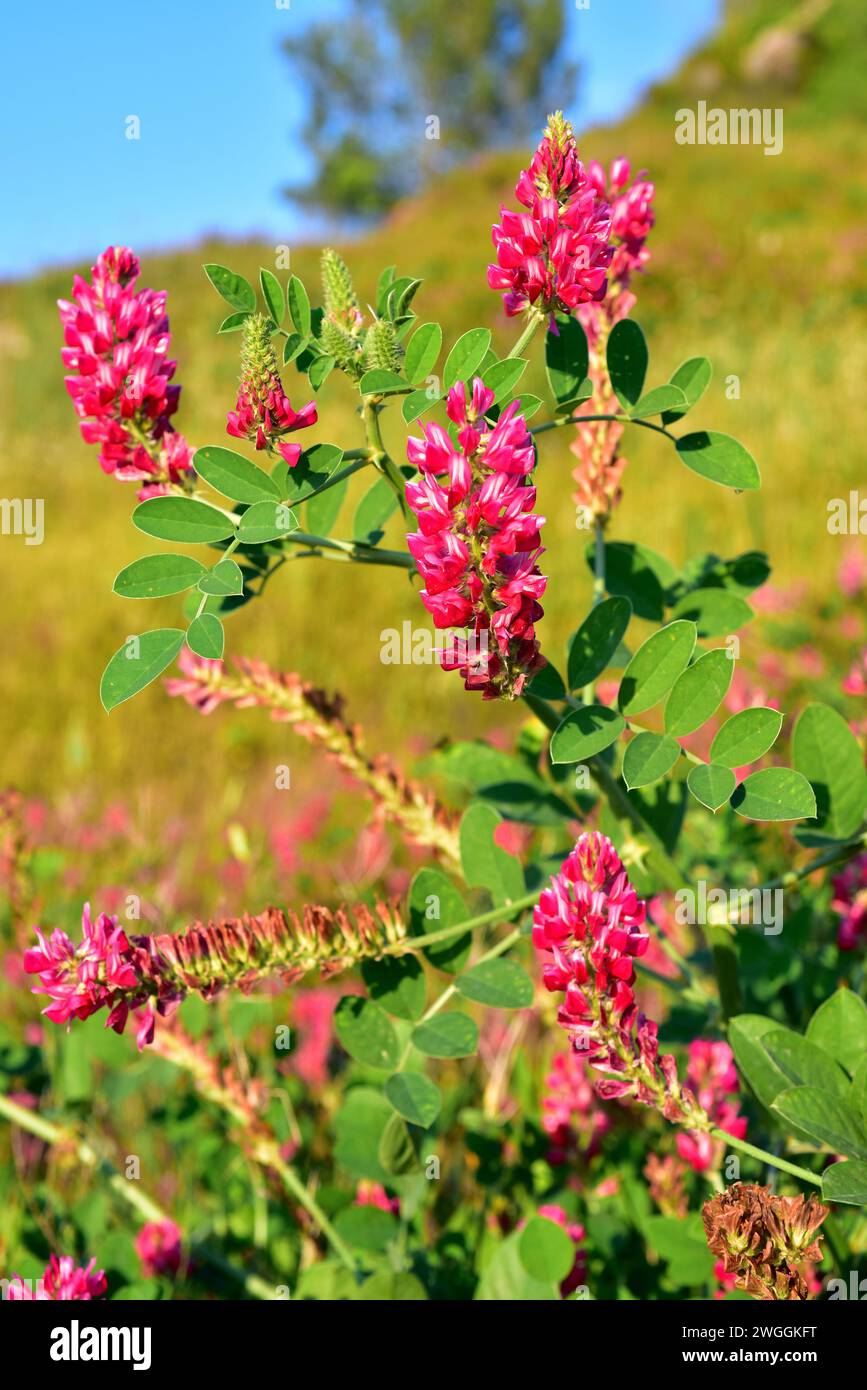 Sulla or French honeysuckle (Hedysarum coronarium or Sulla coronaria) is a perennial herb native to Mediterranean Basin and cultivated as fodder. This Stock Photo