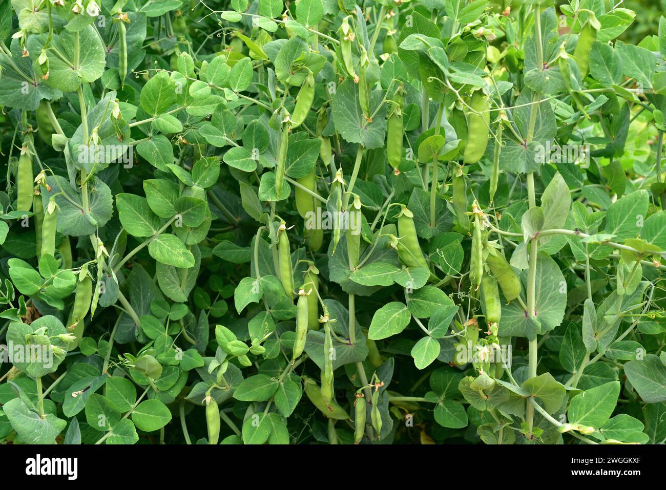 Snow pea or mangetout (Pisum sativum saccharatum) is an annual herb cultivated for its edible unripe fruits. Fruits detail. Stock Photo